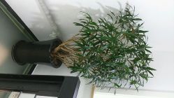 android_upload_pic-3AM HAIR SALON烫发染发接发