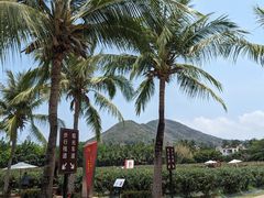 -亚龙湾国际玫瑰谷