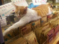 -猫的天空之城概念书店(西塘古镇店)