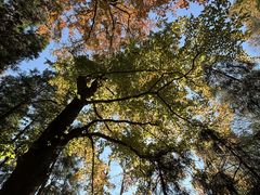 -东天目山风景区
