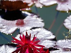 -国家植物园南园