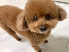 -派多格宠物(御景湾店)