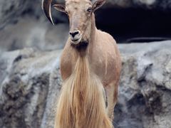 -清迈夜间动物园