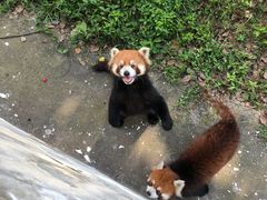 -合肥野生动物园