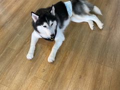 -Husky Go! 哈士奇体验馆·宠物咖啡厅狗咖