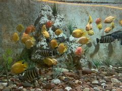 -东方巨龟苑景区