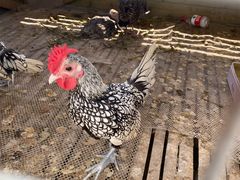 -美家乐农庄·露营·团建(大治路店)