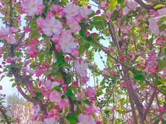 -海棠花溪(元大都城垣遗址公园)