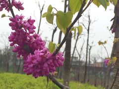 -洨河生态公园