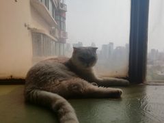 -猫猫幼稚园·撸猫·桌游·电玩