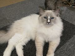 -米宠家·撸猫猫咖小萌宠·猫咪洗澡·猫咪寄养(高新大都荟店)