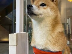 -柴迷FANS CLUB·柴犬狗咖·猫咖