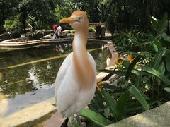 -吉隆坡雀鸟公园