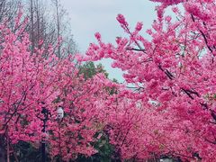 -顾村公园