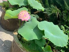 -荷塘月色湿地公园·向阳花洲