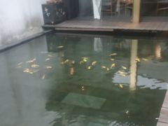 -觀芷隐轩