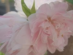 -南汇桃花村