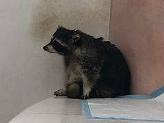-浣熊柯尔鸭土拨鼠·电玩咖