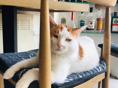 -平行世界·猫咖(首经贸店)
