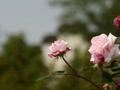 -鹅湖玫瑰文化园