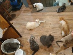 -more than meow吴止猫主题餐厅(承德 中船汇店)