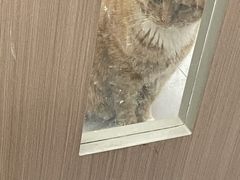 -派特宠物医院(圆融广场店)