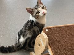 -飞行喵MR PILOT|猫舍·猫咖(静安大融城店)