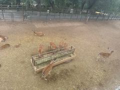 -青藏高原野生动物园