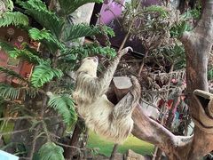 -正佳雨林生态植物园