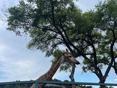 -沈阳森林动物园