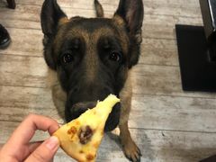 -百好乐宠物友好餐厅(朝外大街店)