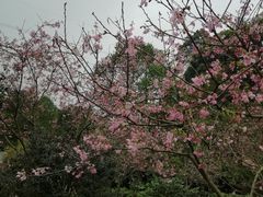 -广州市帽峰山景区