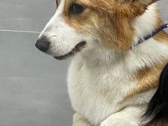 -宠福鑫康馨动物医院·骨科·眼科