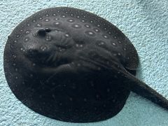 -上海海洋水族馆