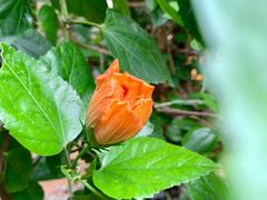 -北京呀路古热带植物园