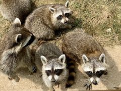 -石家庄市动物园