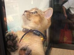 -袖虎宠物(岭南新世界店)