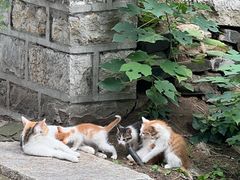-四门塔风景区