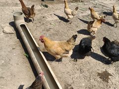 -甜心庄园·甜心草莓采摘园(西青中北店)