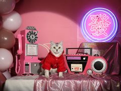 -超宠爱宠物摄影-Super pet