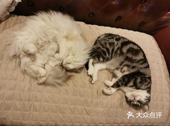 形隐不离的三小只，日常生活除了吃和睡，就是搞团团伙伙