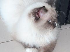 -平行世界·猫咖(首经贸店)