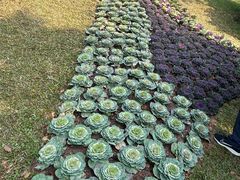 -云溪植物园