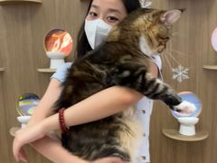 -COLOR PETS 撸猫馆·购猫·猫咖(长风大悦城店)