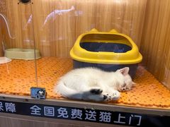 -欣宠猫屋·矮脚拿破仑·蓝金金渐层