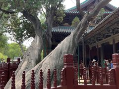 -晋祠公园