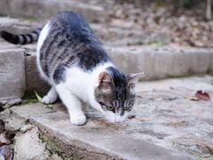 -上海佘山国家森林公园天马山园