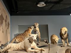 -上海自然博物馆