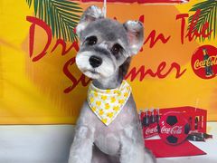 -读宠于你·约克夏比熊·睫角守宫·爬宠售卖(高新店)