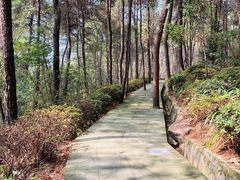 -铁山坪森林公园